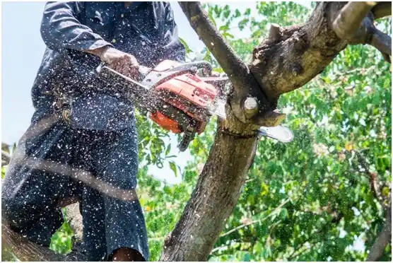 tree services Holden